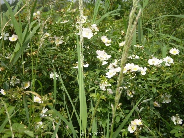 2007 05 Séjour en Brenne 094